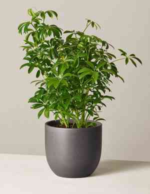 Dwarf umbrella tree(Schefflera arboricola)