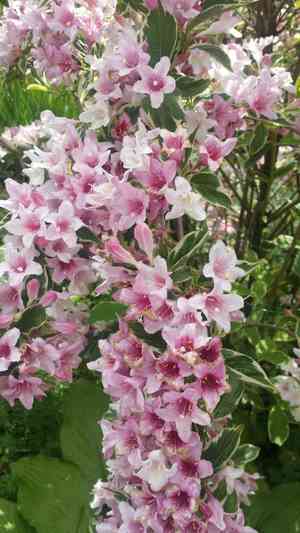 Old fashioned weigela(Weigela florida)