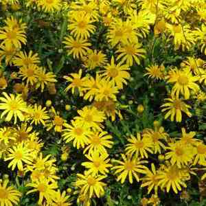 African bush daisy(Euryops chrysanthemoides)