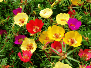 Moss rose(Portulaca grandiflora)