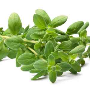 Sweet marjoram(Origanum majorana)