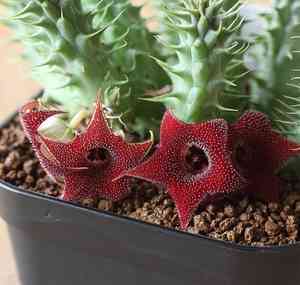 Huernia macrocarpa(Huernia macrocarpa)