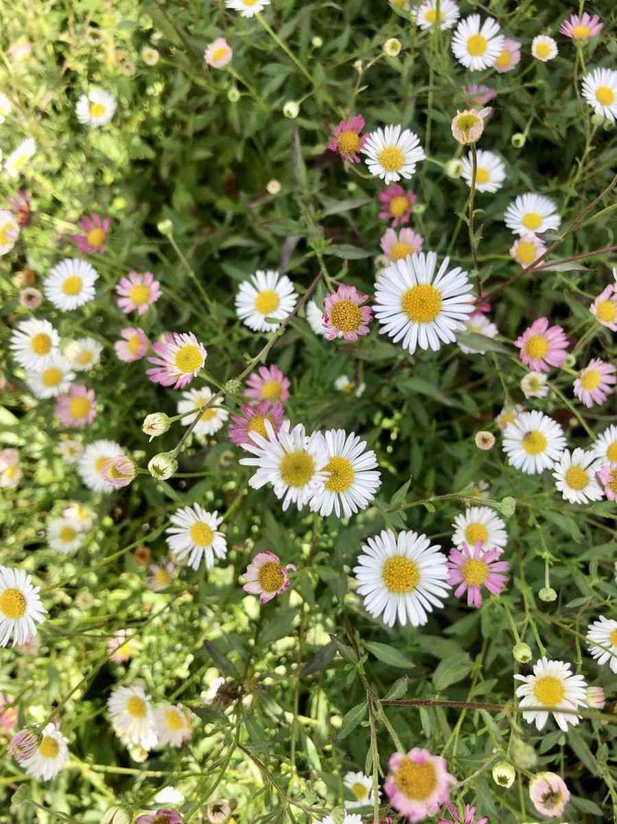 Mexican fleabane(Erigeron karvinskianus)