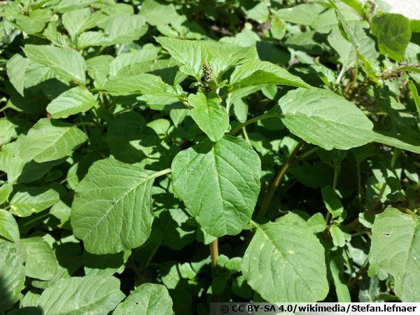 Purple amaranth