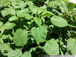 Purple amaranth(Amaranthus blitum)