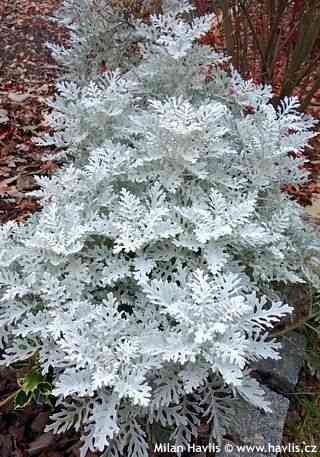 Silver ragwort(Jacobaea maritima)