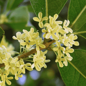 Sweet osmanthus(Osmanthus fragrans)