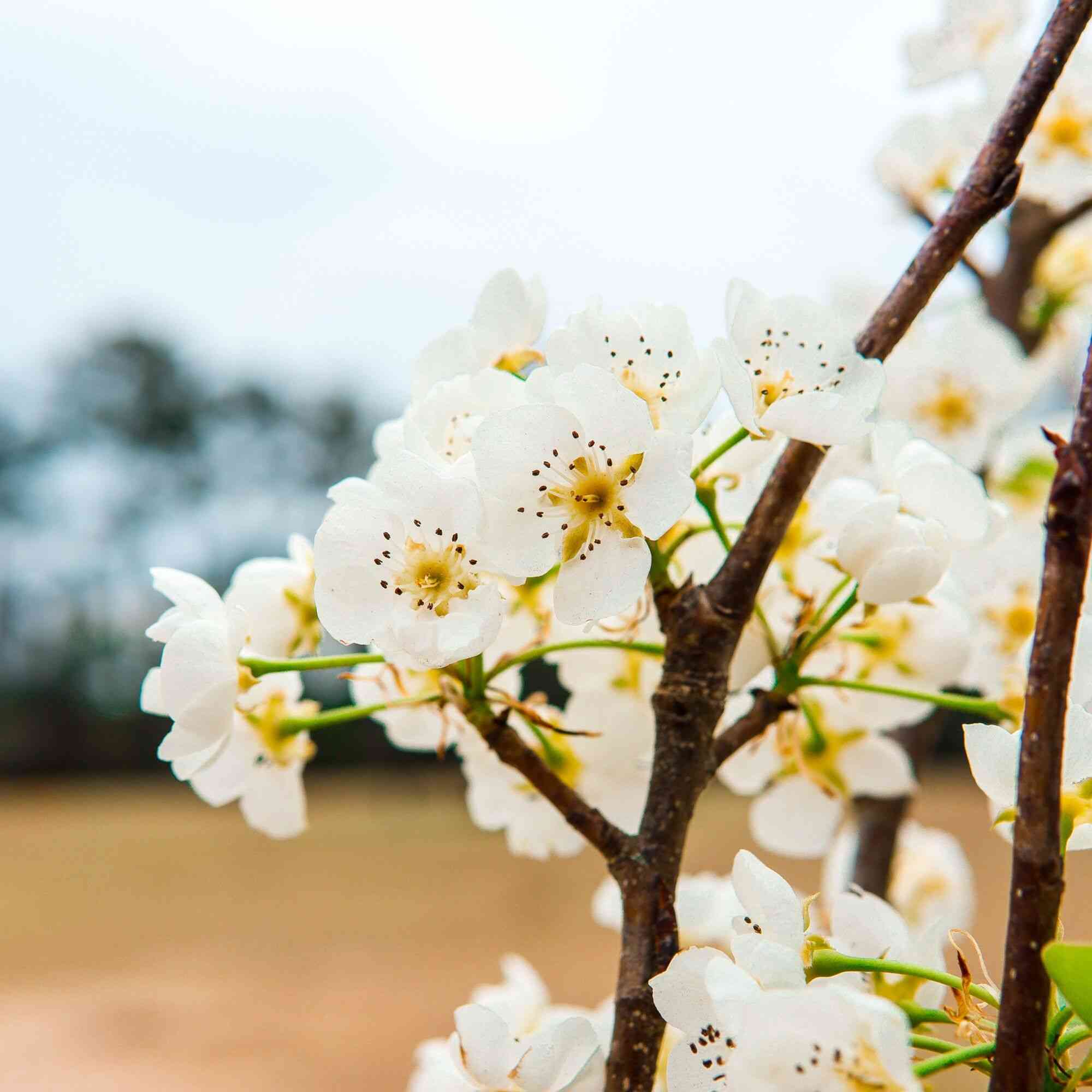 Common pear(Pyrus communis)