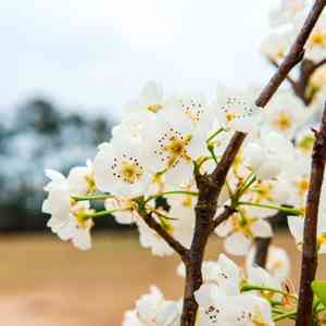 Common pear(Pyrus communis)