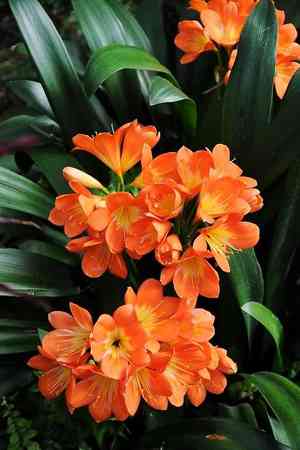 Bush lily(Clivia miniata)