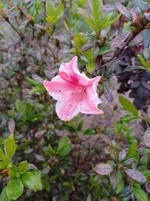 Evergreen azalea(Rhododendron indicum)