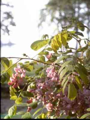 Clammy locust(Robinia viscosa)