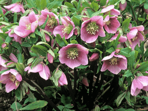 Lenten rose(Helleborus orientalis)
