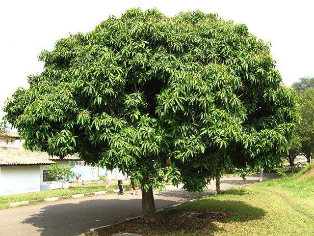 Mango tree (Mangifera indica)