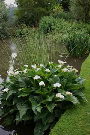 Calla lily(Zantedeschia aethiopica)
