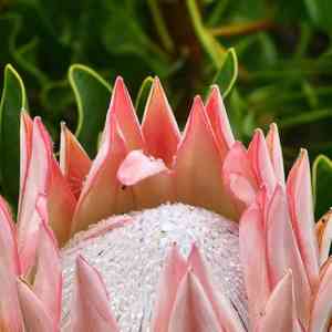 King protea(Protea cynaroides)