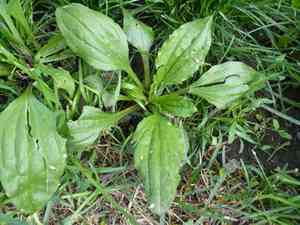 Blackseed plantain(Plantago rugelii)
