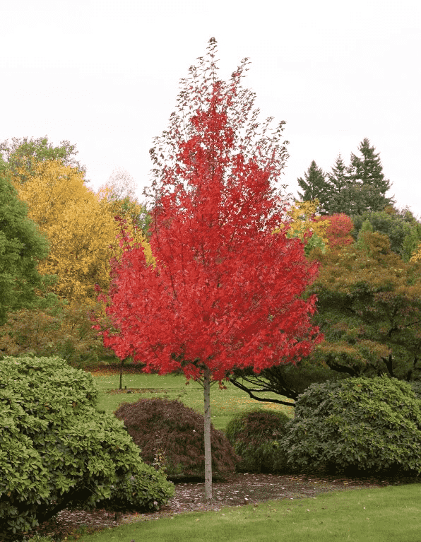 Red maple(Acer rubrum)