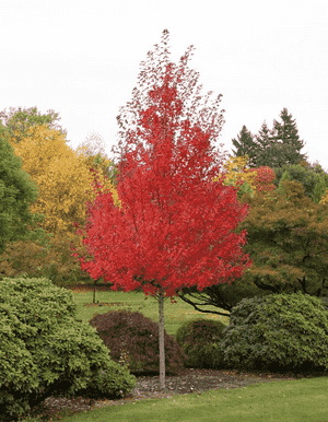 Red maple(Acer rubrum)