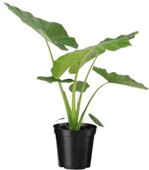 Chinese taro(Alocasia cucullata)