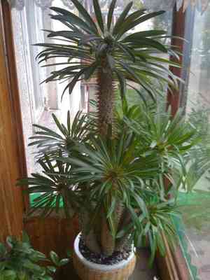 Madagascar palm(Pachypodium lamerei)