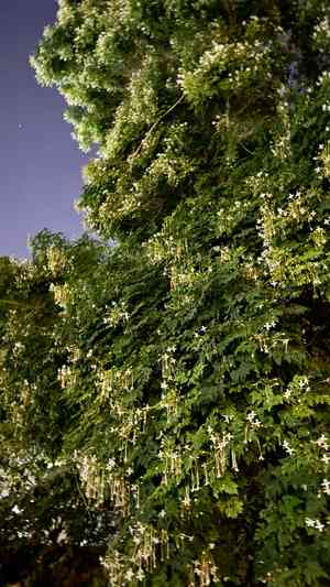 Night-blooming jasmine(Cestrum nocturnum)