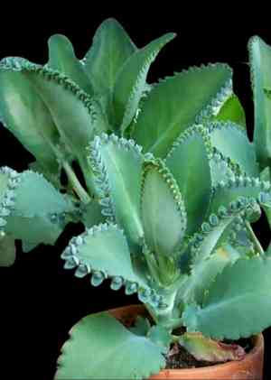 Mother of thousands(Kalanchoe laetivirens)