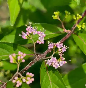 American beautyberry(Callicarpa americana)