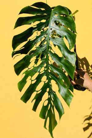 Monstera dubia(Monstera dubia)