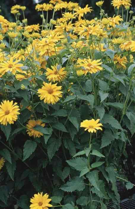 False sunflower(Heliopsis helianthoides)