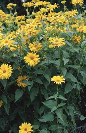 False sunflower(Heliopsis helianthoides)
