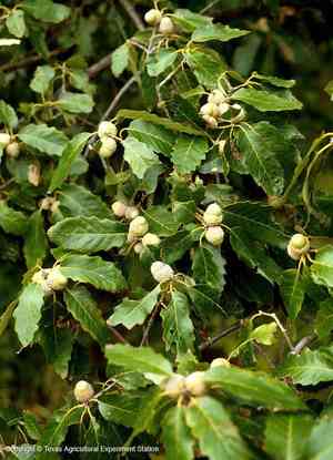 Swamp chestnut oak(Quercus michauxii)