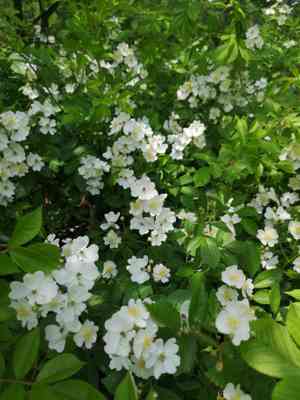 Multiflora rose(Rosa multiflora)