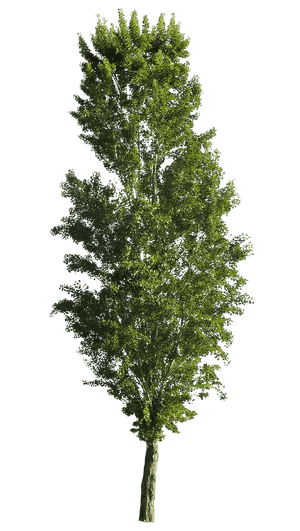 Black poplar(Populus nigra)