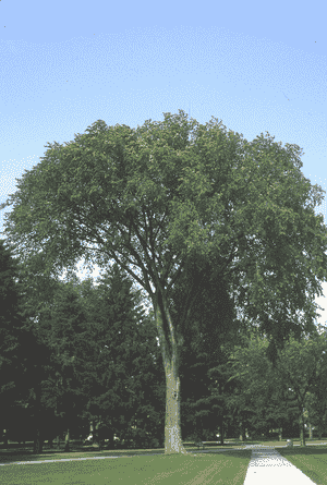 American elm(Ulmus americana)