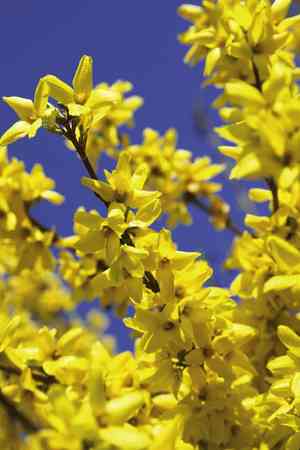 Weeping forsythia(Forsythia suspensa)