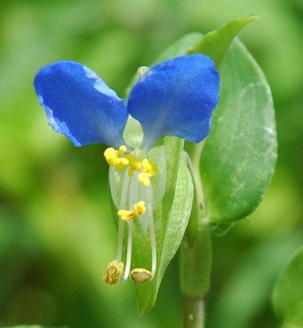Asiatic dayflower