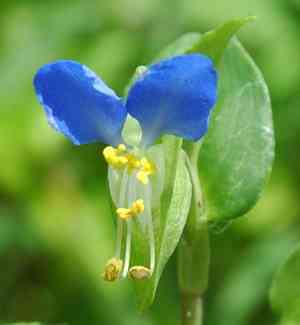 Asiatic dayflower(Commelina communis)