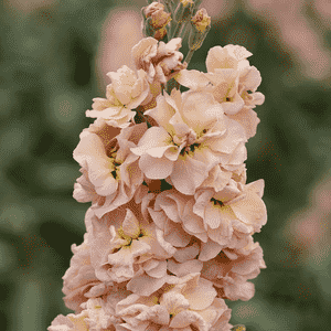 Tenweeks stock(Matthiola incana)