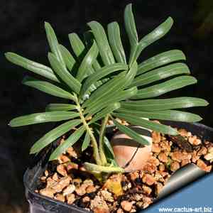 Cycas siamensis(Cycas siamensis)