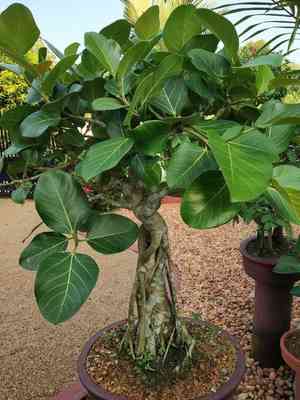 Banyan tree(Ficus benghalensis)