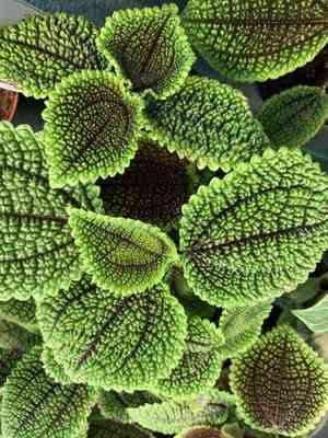 Friendship plant(Pilea involucrata)