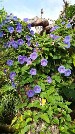 Common morning glory(Ipomoea purpurea)