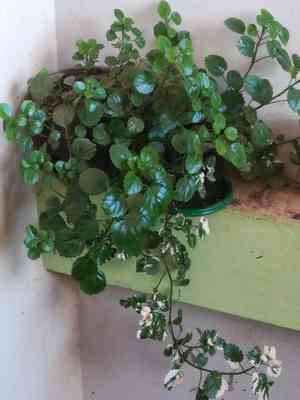 Swedish ivy(Plectranthus verticillatus)