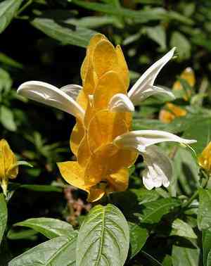 Golden shrimp plant(Pachystachys lutea)