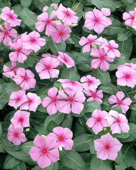 Madagascar periwinkle(Catharanthus roseus)