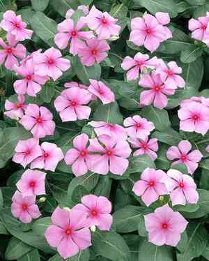 Madagascar periwinkle(Catharanthus roseus)