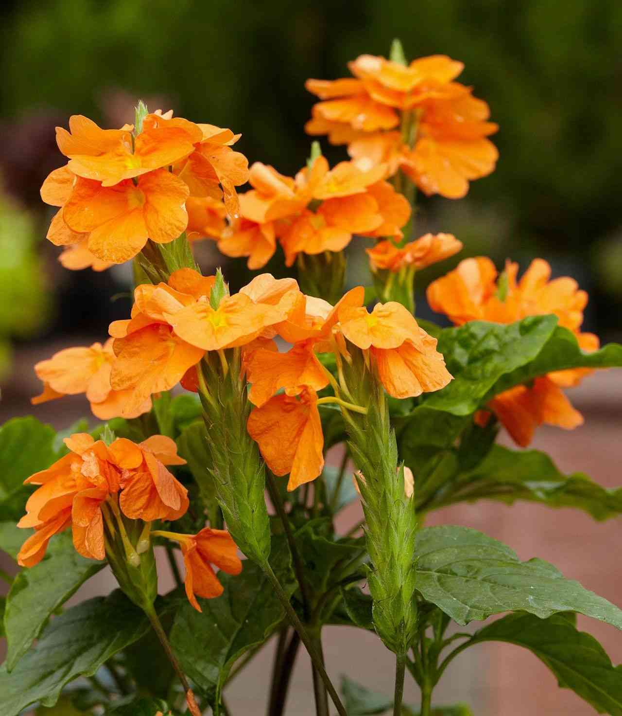 Firecracker flower(Crossandra infundibuliformis)