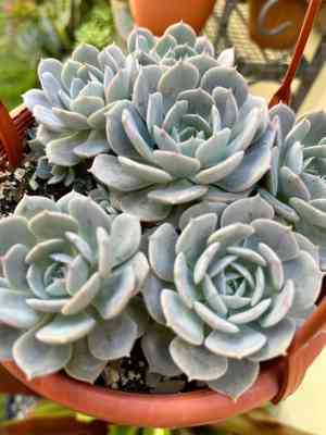 Echeveria runyonii(Echeveria runyonii)
