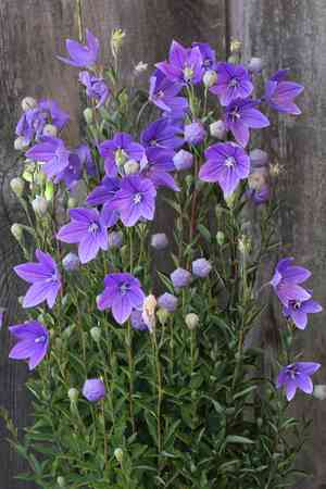 Balloon flower(Platycodon grandiflorus)
